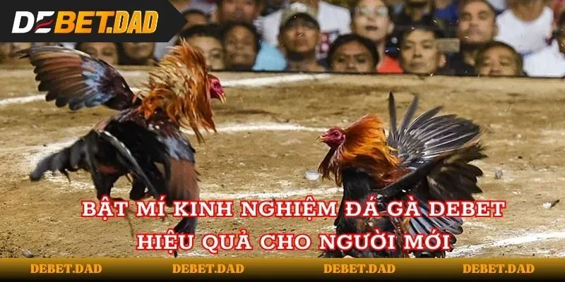 Bật mí kinh nghiệm đá gà tại Debet hiệu quả cho người mới Bật mí kinh nghiệm đá gà tại Debet hiệu quả cho người mới